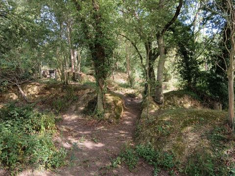 Trenches through the woodland
