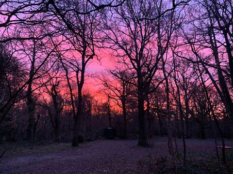 Dusk over the woods